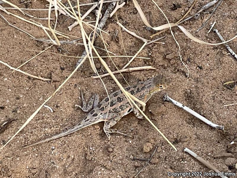 Speckled Earless Lizard (Holbrookia maculata approximans)