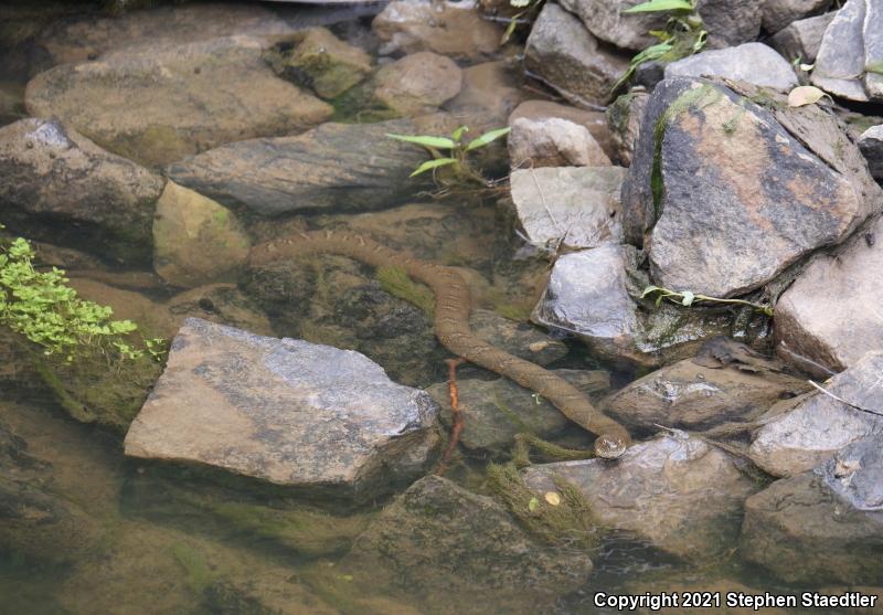 Northern Watersnake (Nerodia sipedon sipedon)