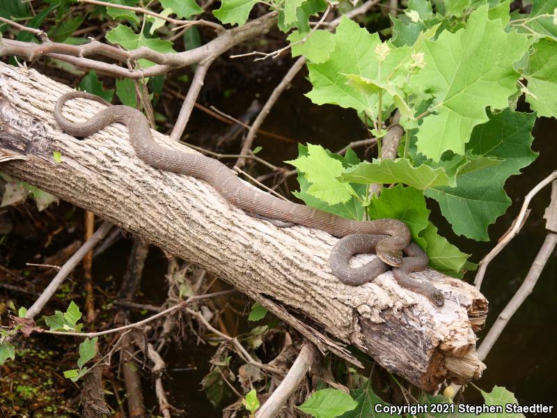 Northern Watersnake (Nerodia sipedon sipedon)