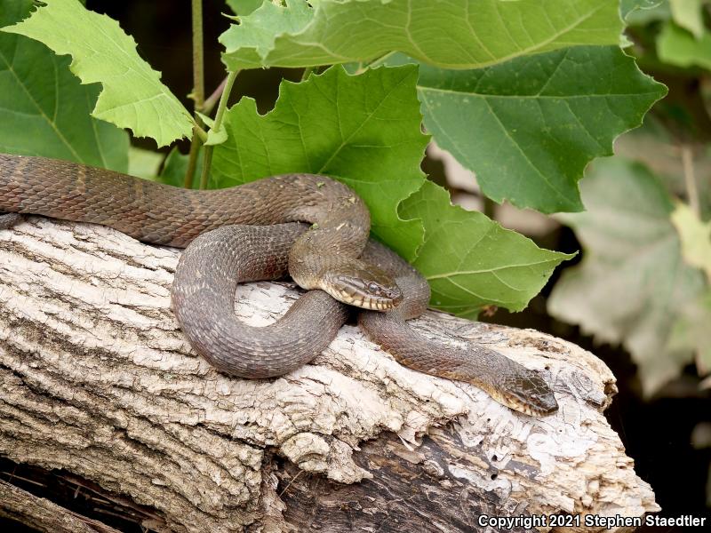 Northern Watersnake (Nerodia sipedon sipedon)