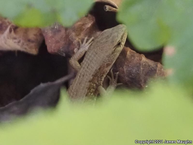 San Francisco Alligator Lizard (Elgaria coerulea coerulea)