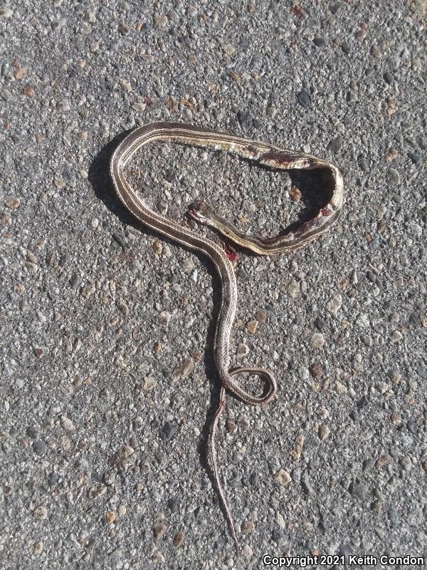 Desert Striped Whipsnake (Coluber taeniatus taeniatus)