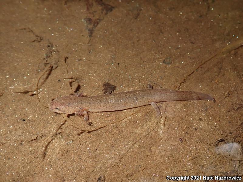 Northern Red Salamander (Pseudotriton ruber ruber)