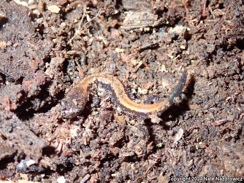 Eastern Red-backed Salamander (Plethodon cinereus)