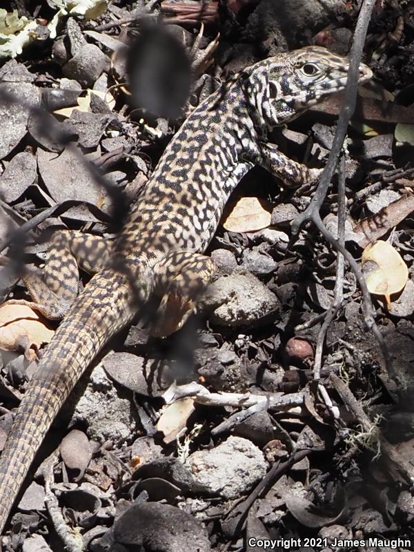 California Whiptail (Aspidoscelis tigris munda)