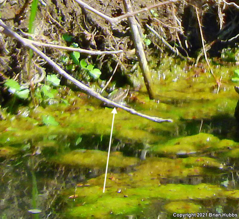 Plains Leopard Frog (Lithobates blairi)