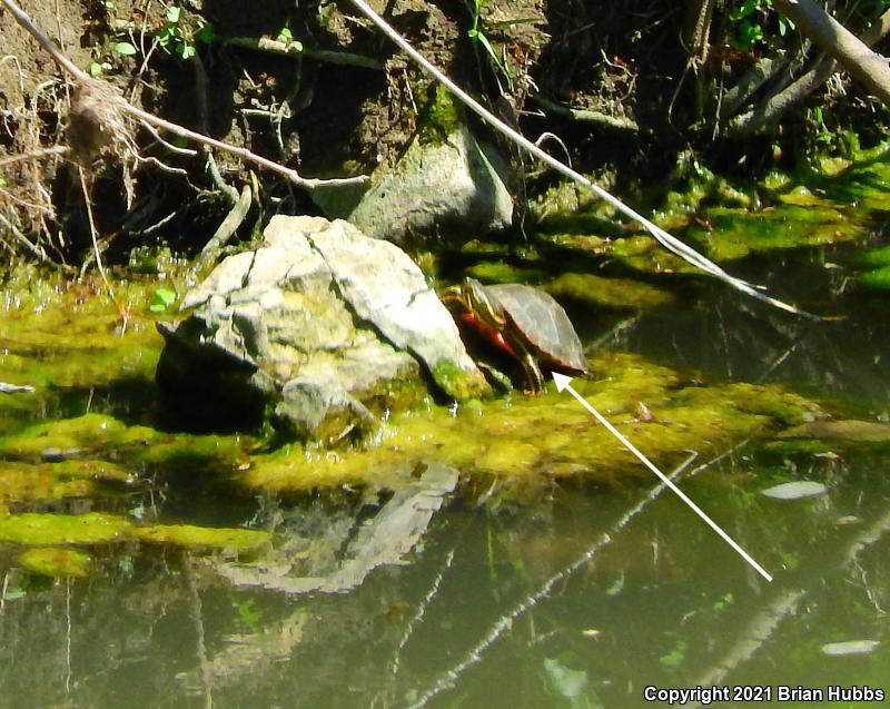 Western Painted Turtle (Chrysemys picta bellii)