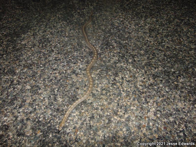 Glossy Snake (Arizona elegans)