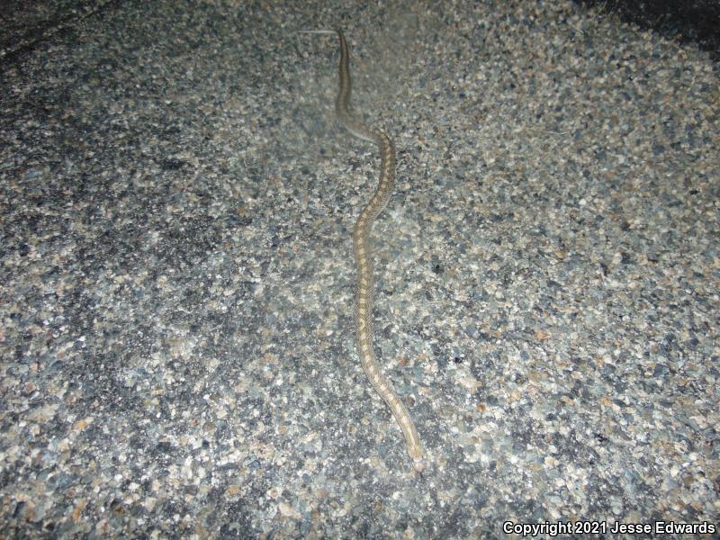 Glossy Snake (Arizona elegans)