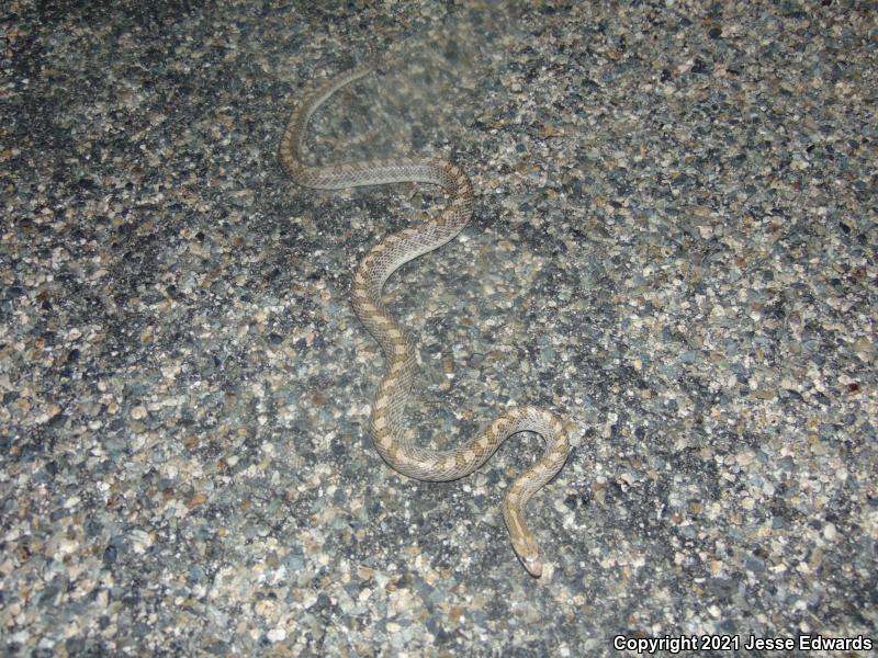 Glossy Snake (Arizona elegans)