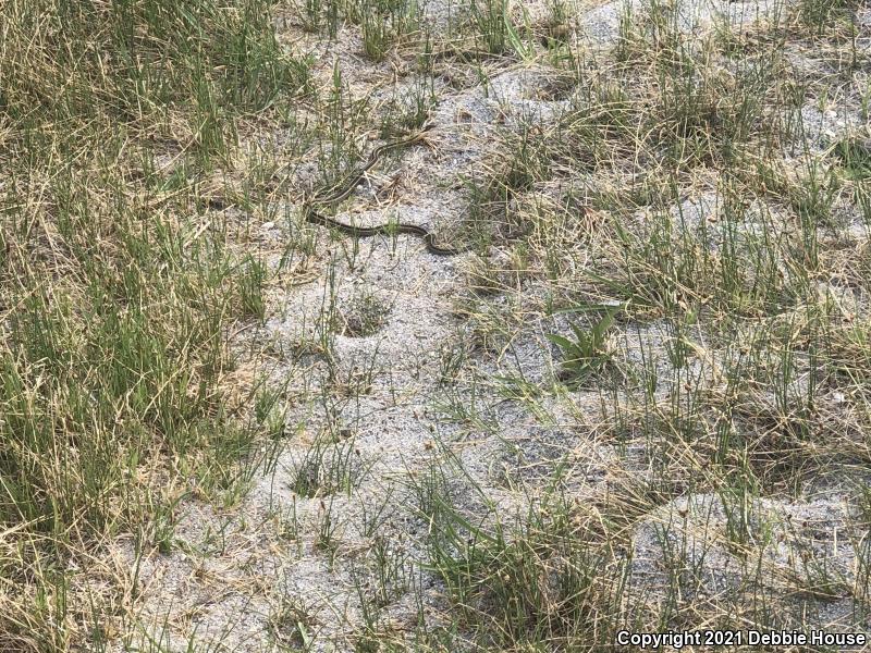 Wandering Gartersnake (Thamnophis elegans vagrans)