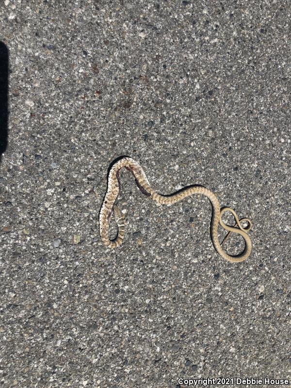 Red Racer (Coluber flagellum piceus)