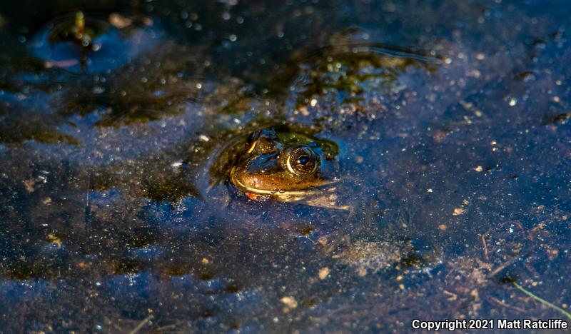 Carpenter Frog (Lithobates virgatipes)