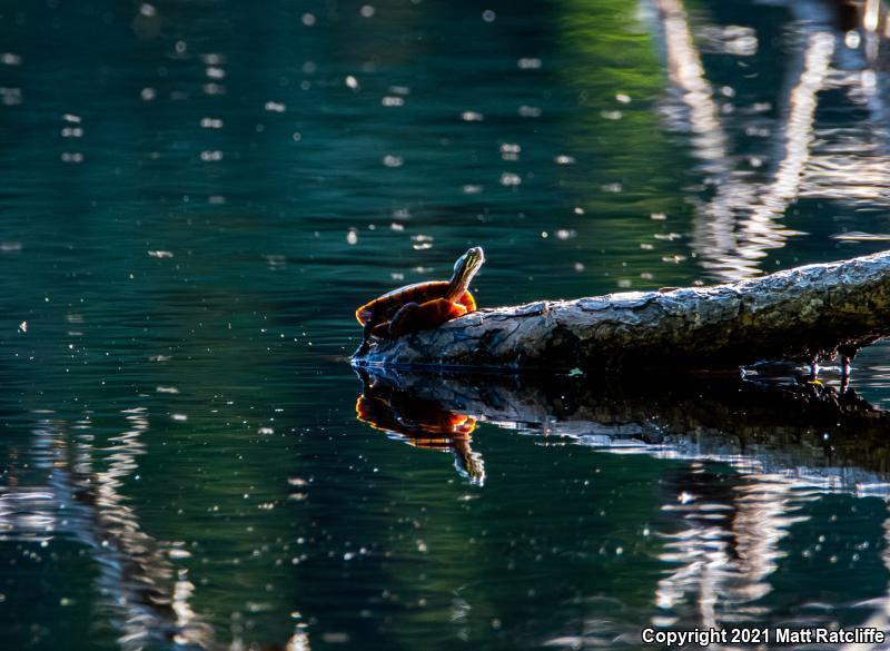 Eastern Painted Turtle (Chrysemys picta picta)