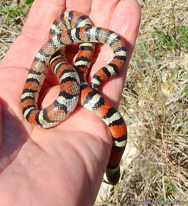 Central Plains Milksnake (Lampropeltis triangulum gentilis)