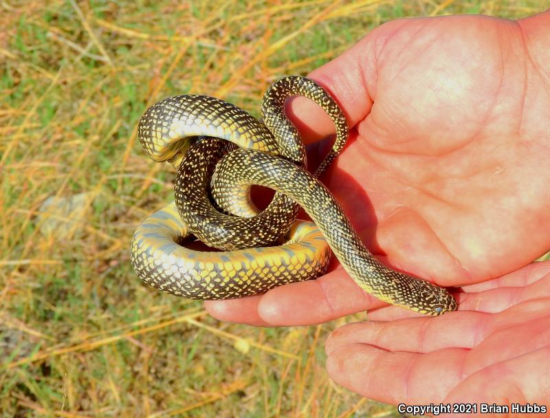 Speckled Kingsnake (Lampropeltis getula holbrooki)