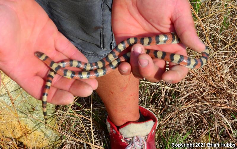 Central Plains Milksnake (Lampropeltis triangulum gentilis)