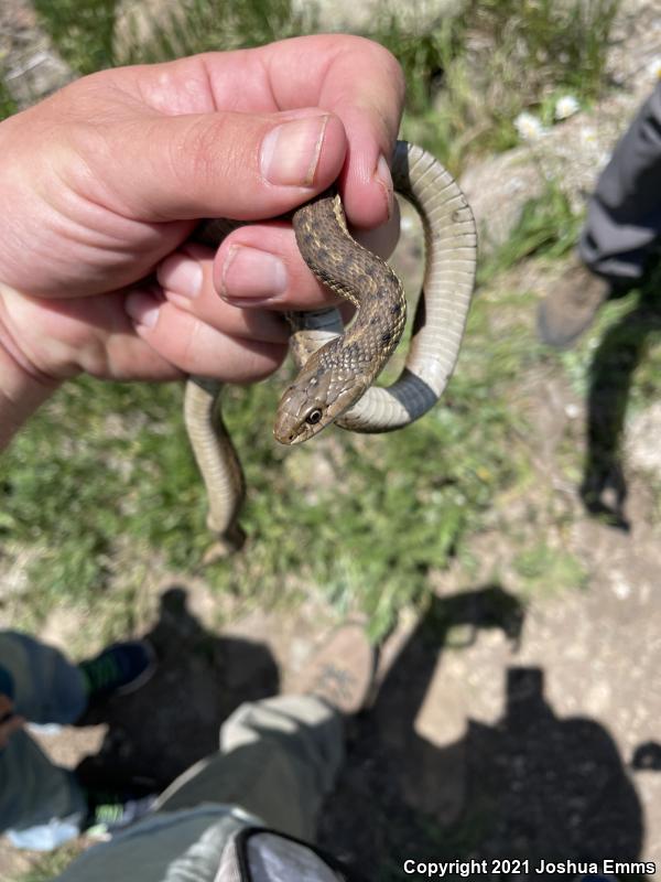 Wandering Gartersnake (Thamnophis elegans vagrans)