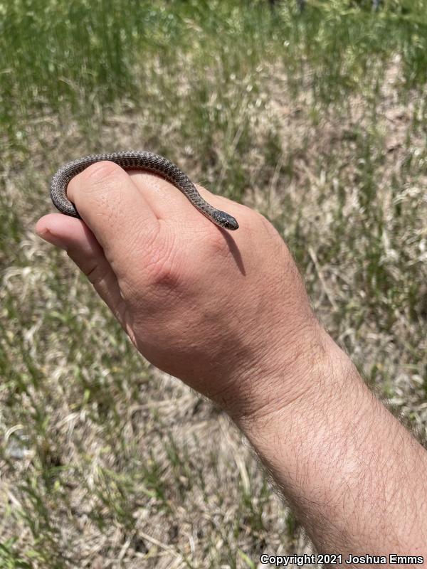 Wandering Gartersnake (Thamnophis elegans vagrans)