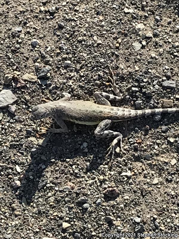 Zebratail Lizard (Callisaurus draconoides)