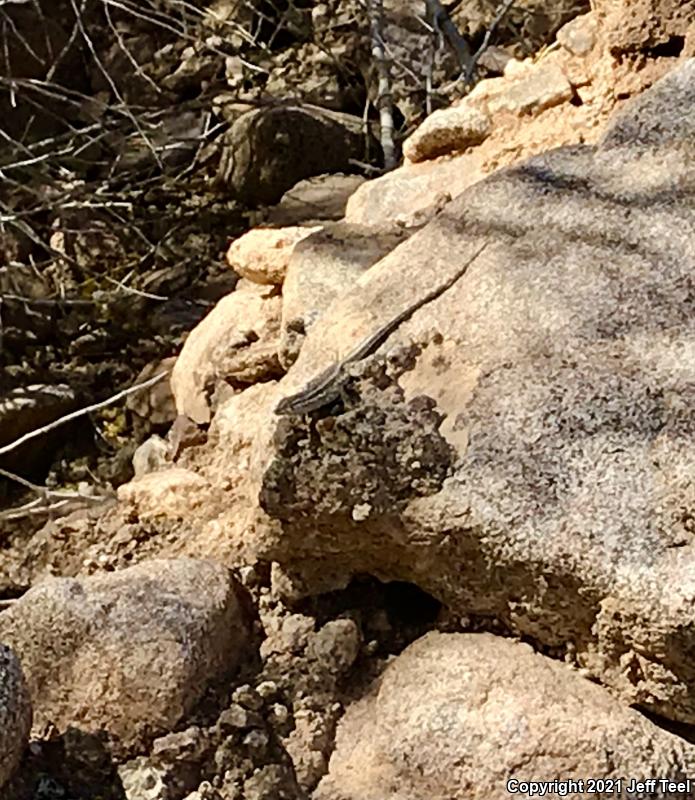 Western Side-blotched Lizard (Uta stansburiana elegans)