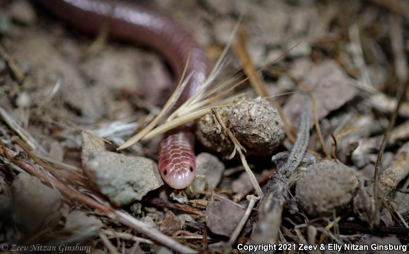 SouthWestern Threadsnake (Leptotyphlops humilis humilis)