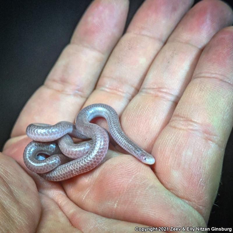 SouthWestern Threadsnake (Leptotyphlops humilis humilis)