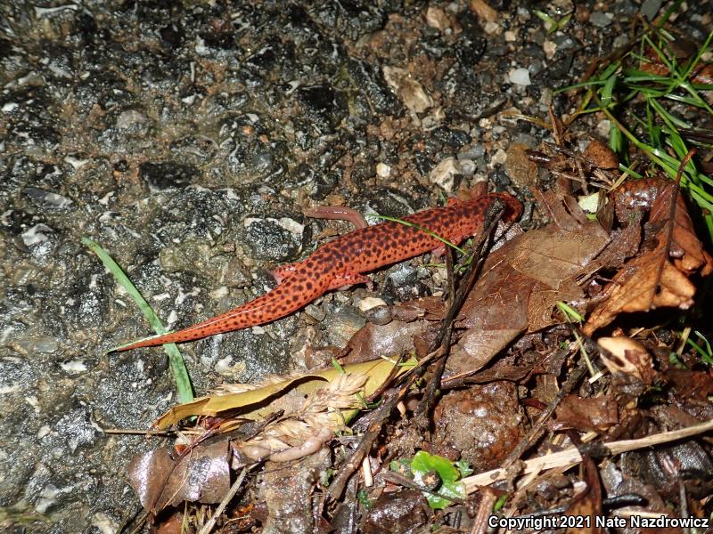 Northern Red Salamander (Pseudotriton ruber ruber)