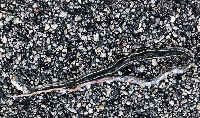 California Striped Racer (Coluber lateralis lateralis)