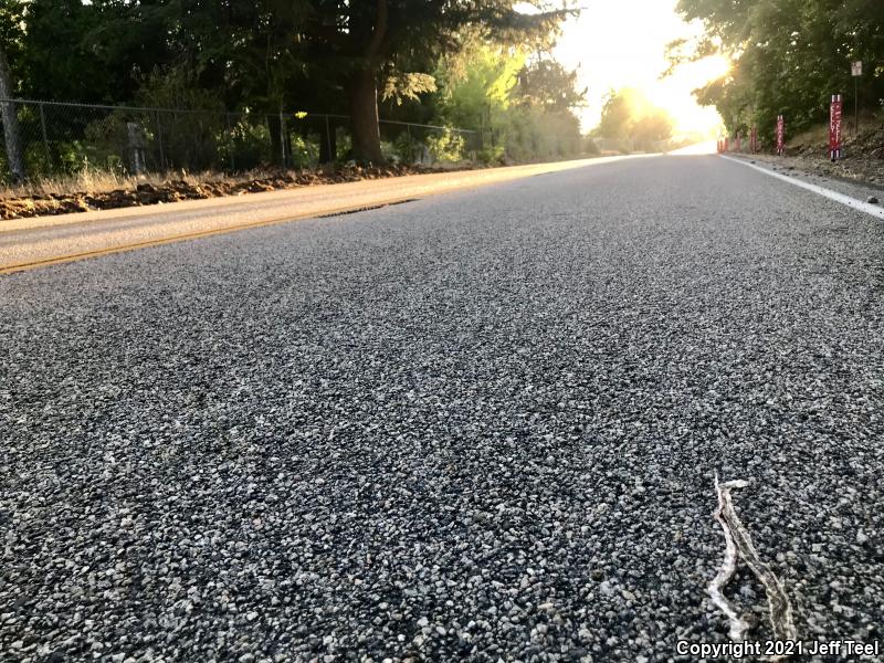 California Striped Racer (Coluber lateralis lateralis)