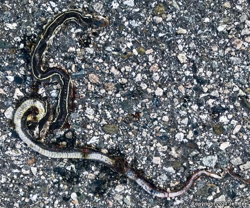 California Striped Racer (Coluber lateralis lateralis)