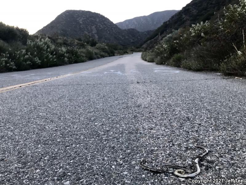 California Striped Racer (Coluber lateralis lateralis)