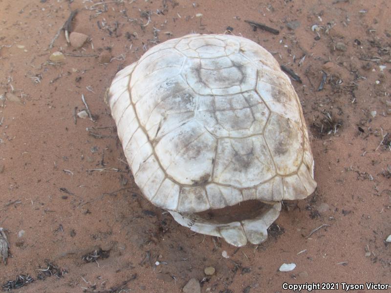 Desert Tortoise (Gopherus agassizii)