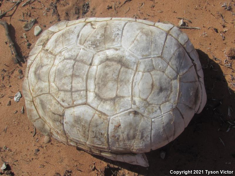 Desert Tortoise (Gopherus agassizii)