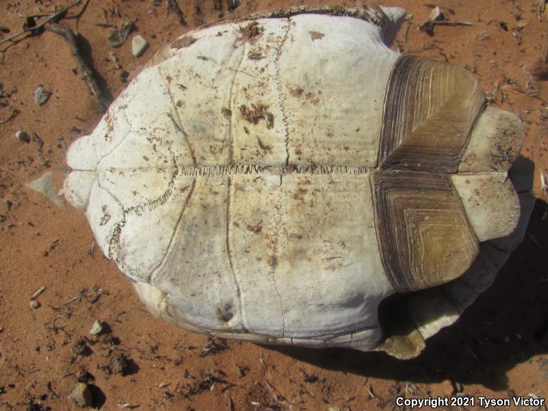 Desert Tortoise (Gopherus agassizii)