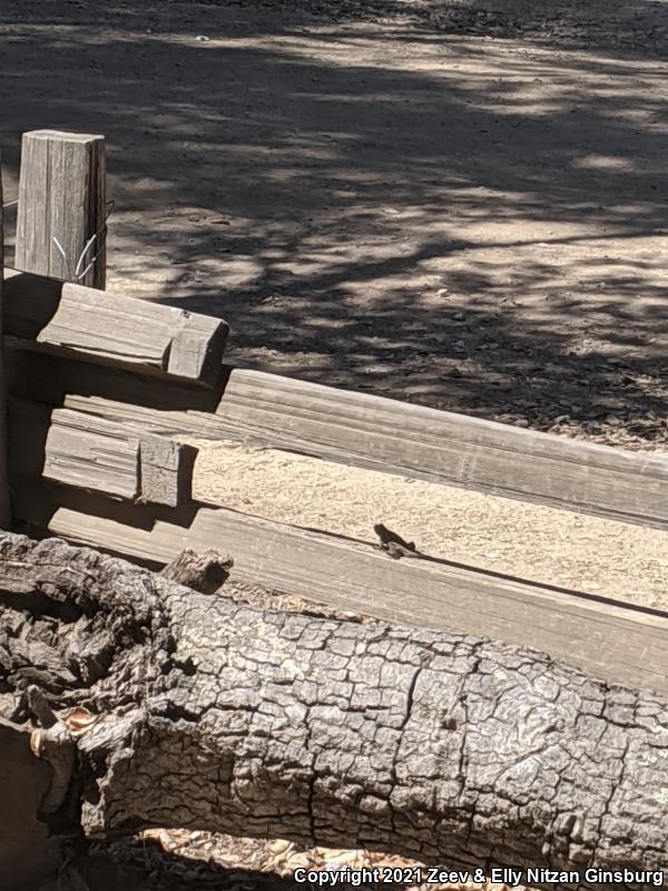 Great Basin Fence Lizard (Sceloporus occidentalis longipes)