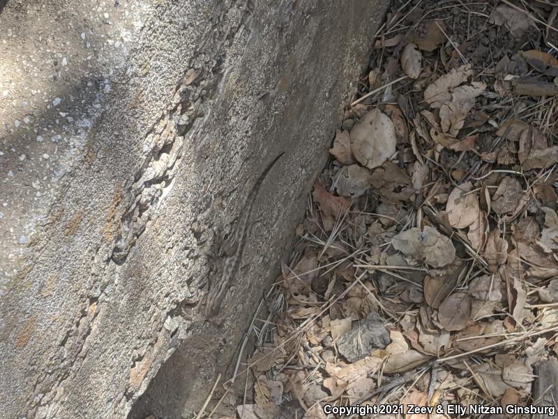 Great Basin Fence Lizard (Sceloporus occidentalis longipes)