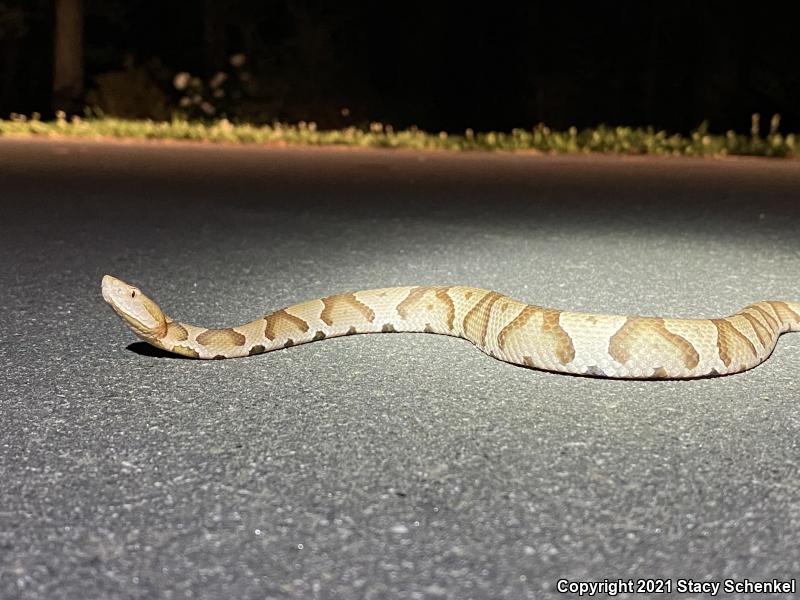 Copperhead (Agkistrodon contortrix)