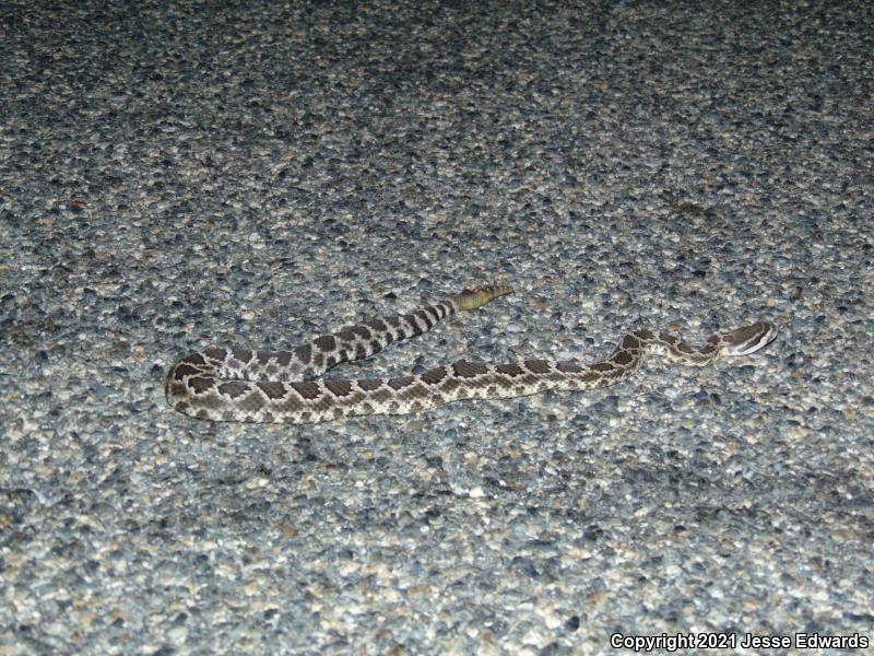 Southern Pacific Rattlesnake (Crotalus oreganus helleri)