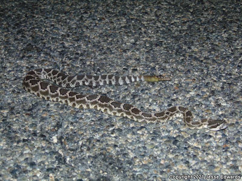 Southern Pacific Rattlesnake (Crotalus oreganus helleri)