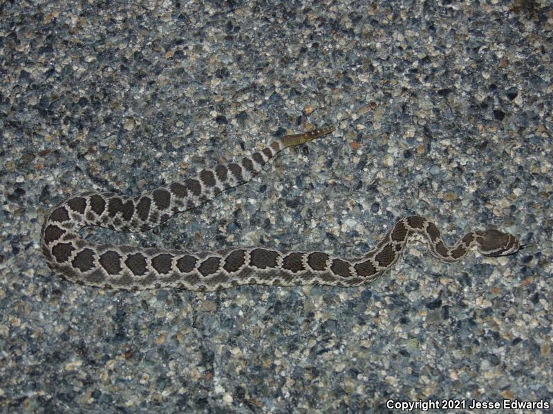 Southern Pacific Rattlesnake (Crotalus oreganus helleri)