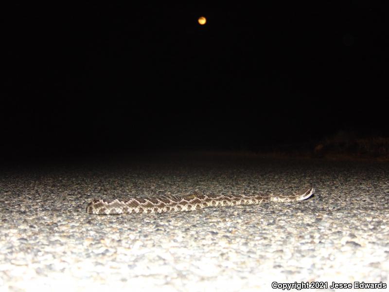 Southern Pacific Rattlesnake (Crotalus oreganus helleri)