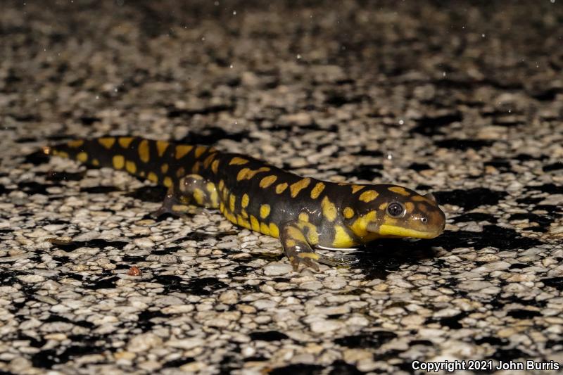 Eastern Tiger Salamander (Ambystoma tigrinum)