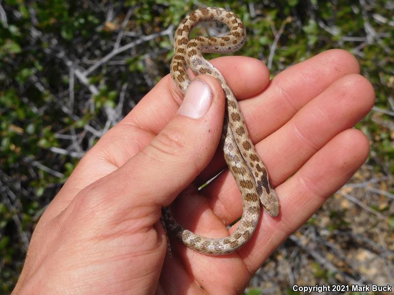 California Nightsnake (Hypsiglena ochrorhyncha nuchalata)