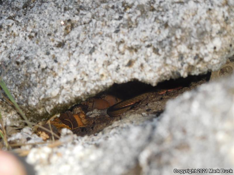 California Striped Racer (Coluber lateralis lateralis)