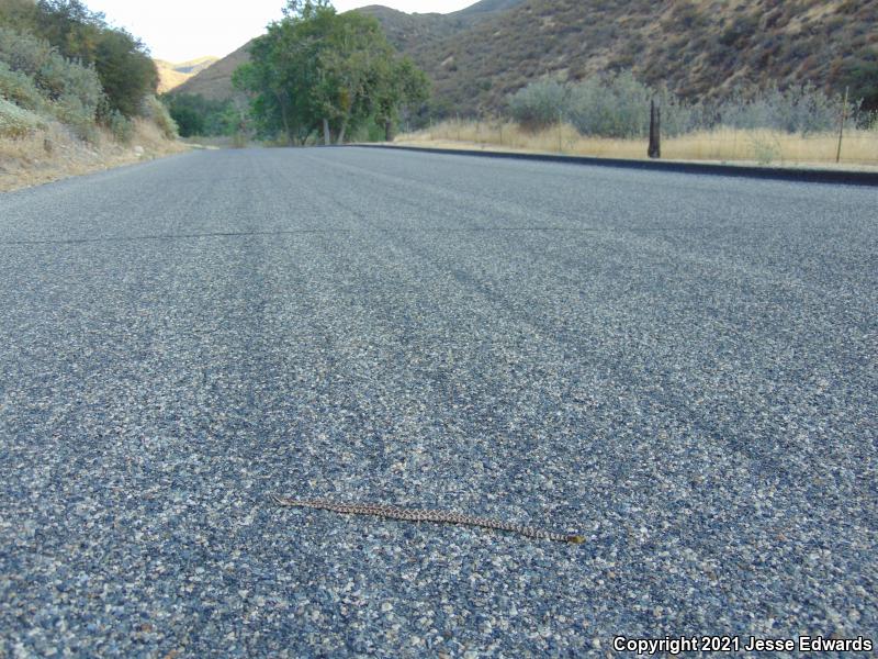 Southern Pacific Rattlesnake (Crotalus oreganus helleri)