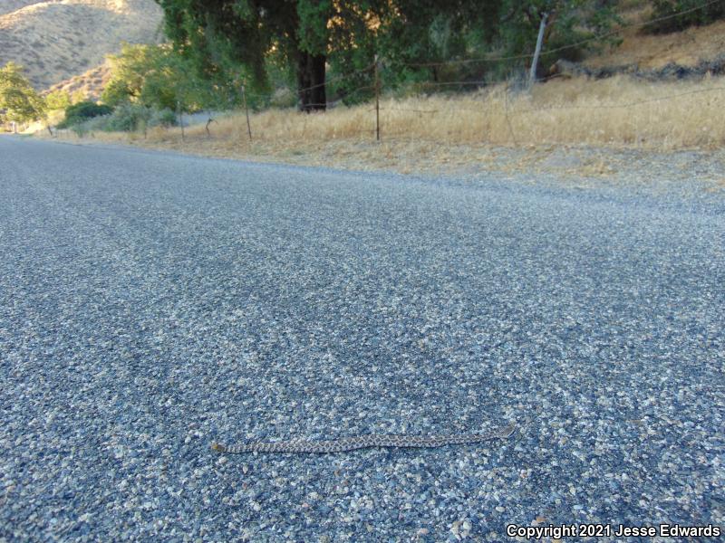 Southern Pacific Rattlesnake (Crotalus oreganus helleri)