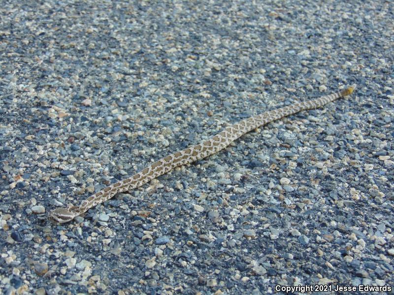 Southern Pacific Rattlesnake (Crotalus oreganus helleri)