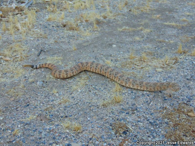 Speckled Rattlesnake (Crotalus mitchellii)