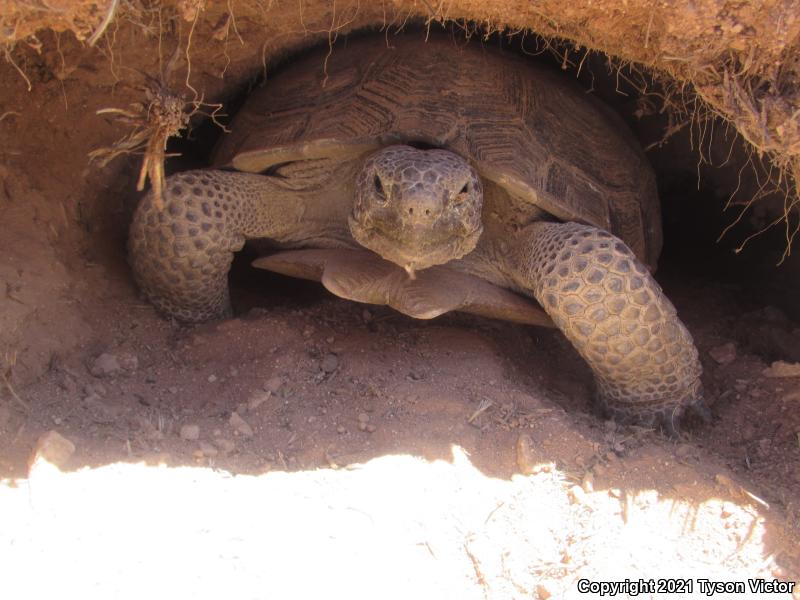 Desert Tortoise (Gopherus agassizii)